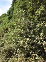 Image of Caldcluvia paniculata (Tiaca/Triaca/Quiaca)
